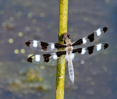 dragonfly 7-21-13