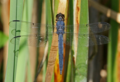 blue corporal- dragon fly