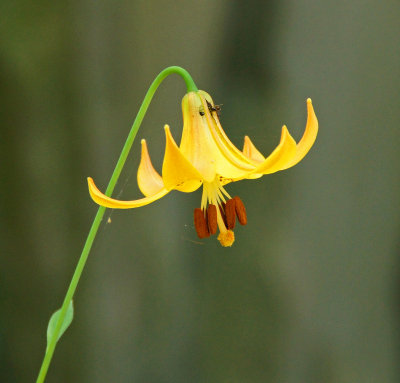 ?Flower