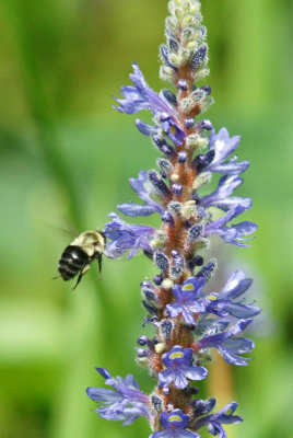 Bee on flower