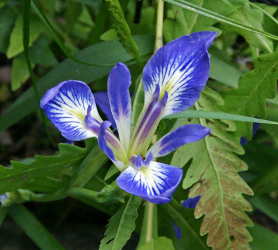 Iris