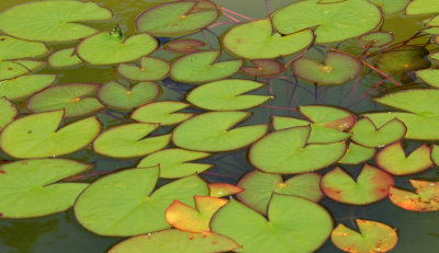 Water Lily leaves