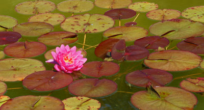 8/10/13- Water Lily