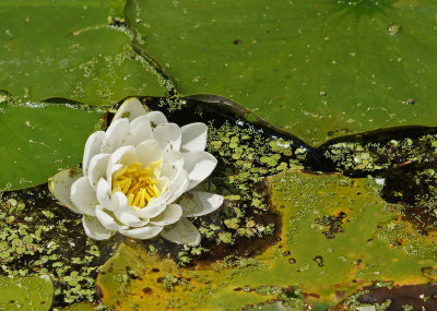 8/10/13 - Water Lily