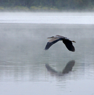 Sept 29th-Heron flying in morning fog