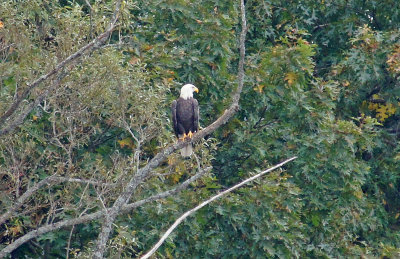 Bald Eagle 10/5/13