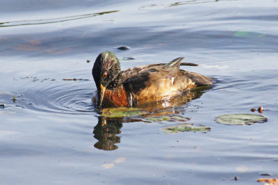 1-Heard Pond-Hybrid duck looking for food