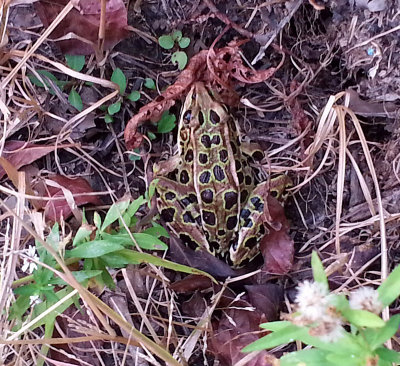 pickerel frog or Northern Leopard Frog