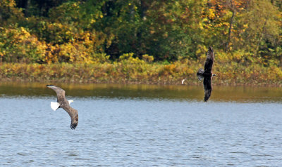 10/9/13- need to enlarge. hawk chasing opsrey. osprey drops fish. the white blob between the two of them.