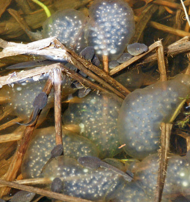 egg sack - 4/16/13