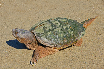 4/17/13- snapping turtle