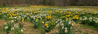 Daffodils 4/28/13