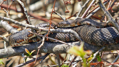 5/5/13 snakes mating