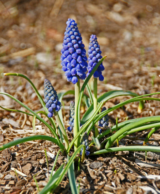 grape hyacinths