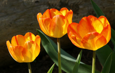 tulips- 4/30/13