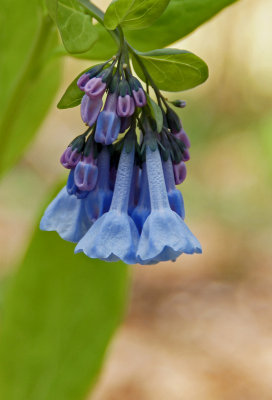 Bluebells