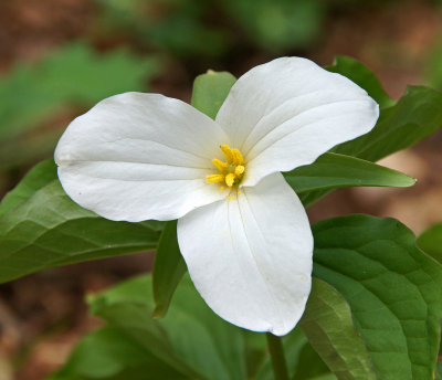 5/2/13 - Trillium