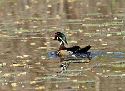 sandy beach-wood duck