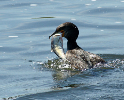 5/10/13 Cormorant with Fish