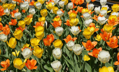 tower hill-Tulips -4/ 2013