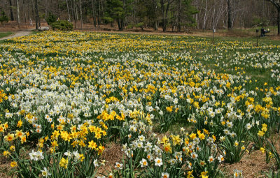 tower hill-4/28/13 - daffodils