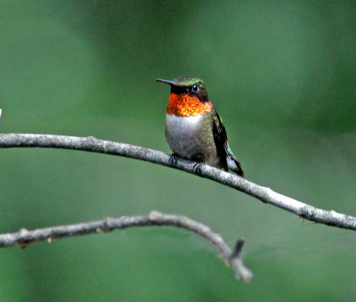 Male hummingbird-