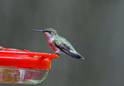 hummingbird-5/26/13