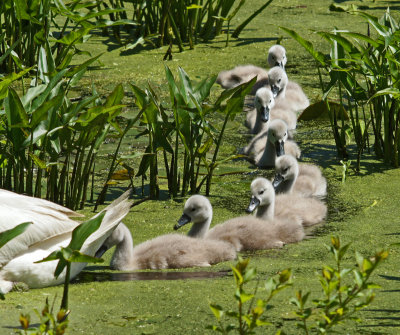 broadmoor-Swan family  5//27/13