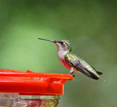 hummingbird-5/31/13