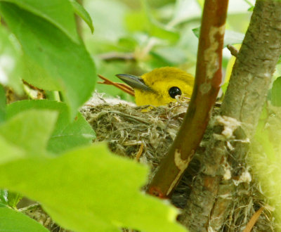 warbler in nest