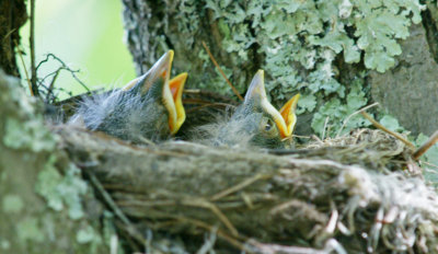 5/2/13 baby robins