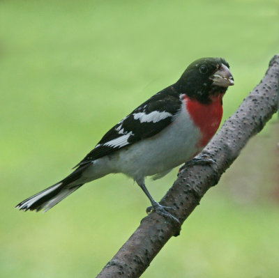 male red breasted grosbeak