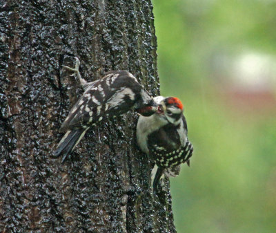 Woodpeckers feeding eac other.