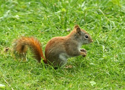 red tailed squirrel