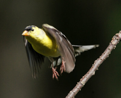 backyard-Gold finch taking off