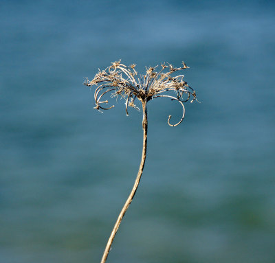 ogunquit-flower