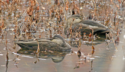 black nook - black ducks