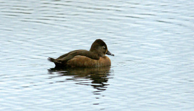 Fresh Pond-ring neck duck female