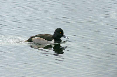 Fresh Pond-Ring Neck Duck - male