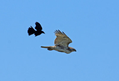 hawk being chased