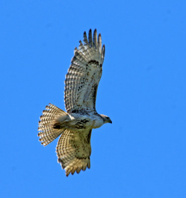 hawk in flight - 6/15/13