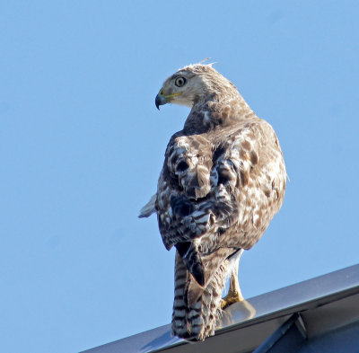 Red-tail on roof