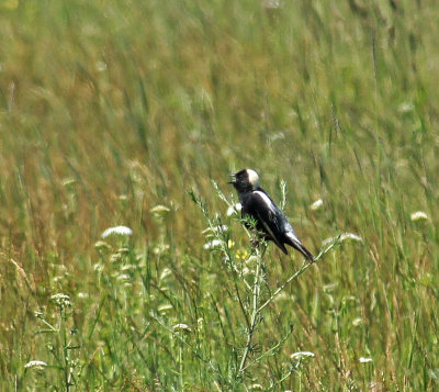 Bobolink - highly cropped