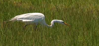 Egret Hunting