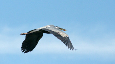 great blue heron flying away