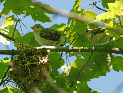 vireos out of the nest