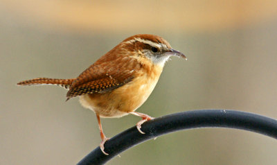 carolina wren 12/11/13