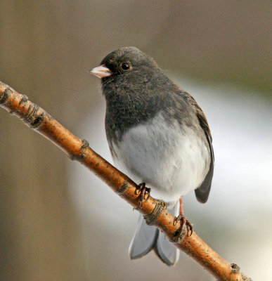 Junco