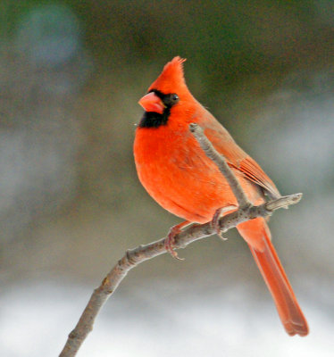 Male Cardinal