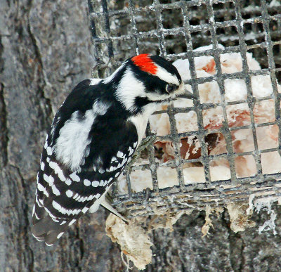 Male Downy Woodpecker